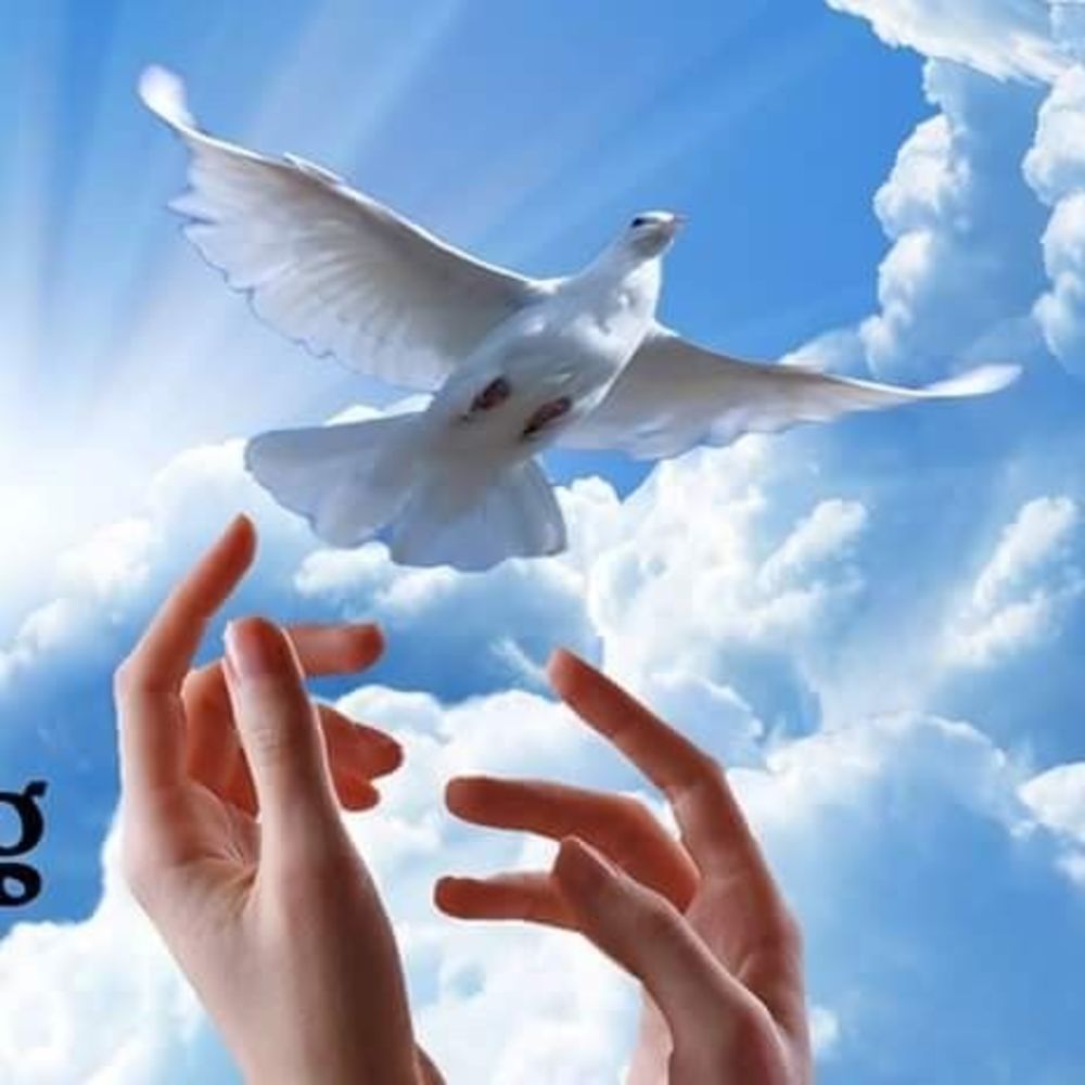 Meet your Posher, Kim hoa